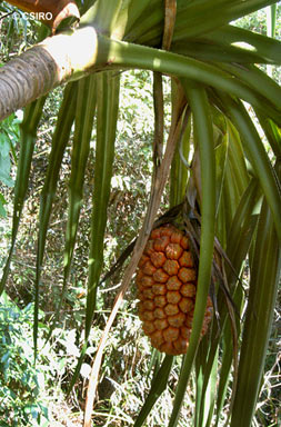 APII jpeg image of Pandanus sp. Russell River  © contact APII