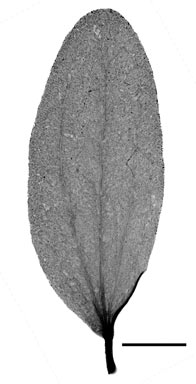 APII jpeg image of Amyema villiflora subsp. tomentilla  © contact APII