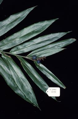 APII jpeg image of Alpinia modesta  © contact APII