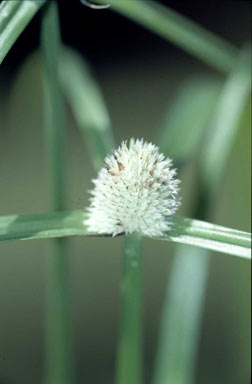 APII jpeg image of Cyperus triceps  © contact APII