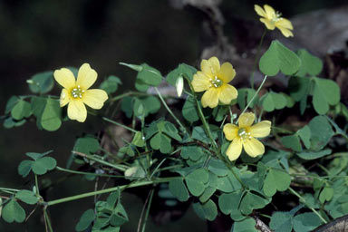 APII jpeg image of Oxalis corniculata  © contact APII