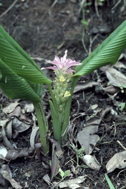 APII jpeg image of Curcuma australasica  © contact APII