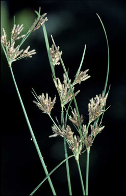 APII jpeg image of Fimbristylis dichotoma  © contact APII