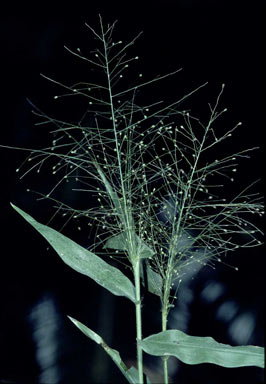 APII jpeg image of Panicum trichoides  © contact APII