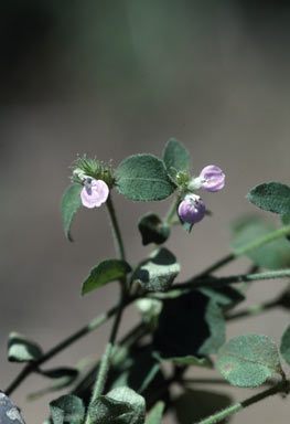 APII jpeg image of Rostellularia adscendens var. latifolia  © contact APII