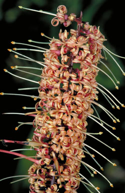 APII jpeg image of Catalepidia heyana  © contact APII