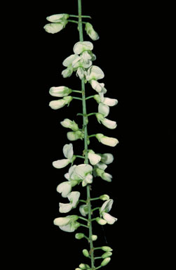 APII jpeg image of Desmodium ormocarpoides  © contact APII