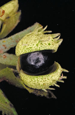 APII jpeg image of Macaranga involucrata var. mallotoides  © contact APII