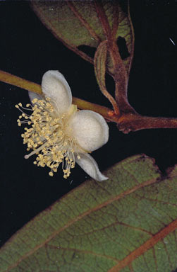 APII jpeg image of Rhodomyrtus trineura subsp. trineura  © contact APII