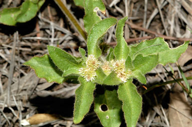 APII jpeg image of Alternanthera nana  © contact APII