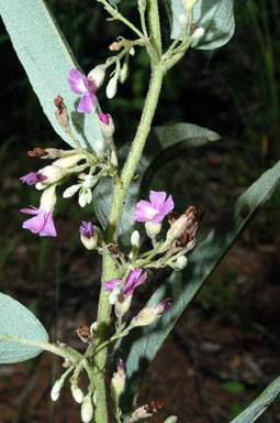 APII jpeg image of Helicteres semiglabra  © contact APII