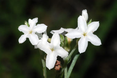 APII jpeg image of Heliotropium tenuifolium  © contact APII