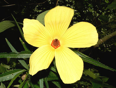 APII jpeg image of Hibiscus heterophyllus  © contact APII