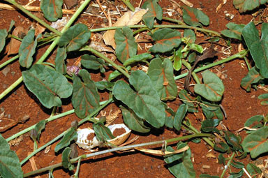 APII jpeg image of Ipomoea muelleri  © contact APII