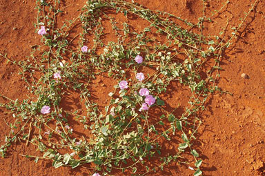 APII jpeg image of Ipomoea muelleri  © contact APII