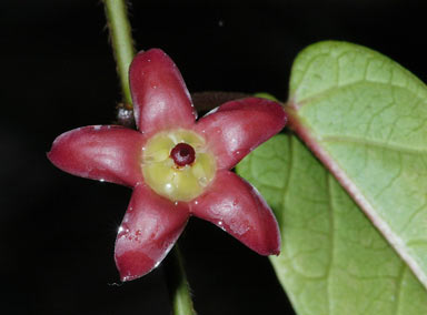 APII jpeg image of Leichhardtia racemosa  © contact APII