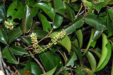 APII jpeg image of Mischocarpus pyriformis subsp. pyriformis  © contact APII
