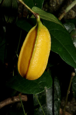 APII jpeg image of Aristolochia sparusifolia  © contact APII