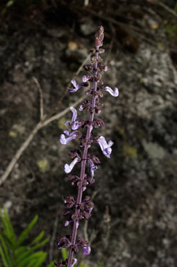 APII jpeg image of Plectranthus amicorum  © contact APII