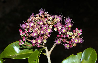 APII jpeg image of Syzygium buettnerianum  © contact APII