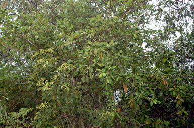 APII jpeg image of Terminalia muelleri  © contact APII