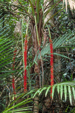 APII jpeg image of Laccospadix australasicus  © contact APII