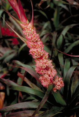 APII jpeg image of Dracophyllum sayeri  © contact APII
