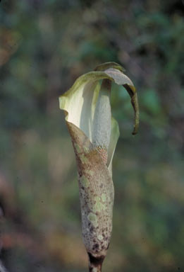 APII jpeg image of Amorphophallus galbra  © contact APII