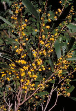 APII jpeg image of Acacia hylonoma  © contact APII