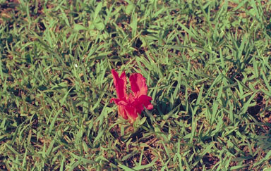 APII jpeg image of Etlingera australasica  © contact APII