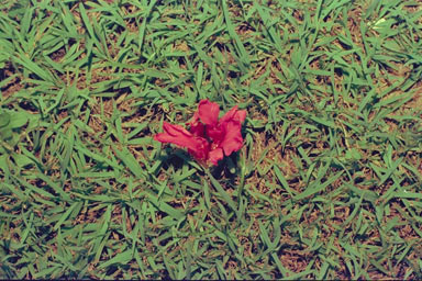 APII jpeg image of Etlingera australasica  © contact APII