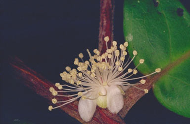 APII jpeg image of Rhodamnia sessiliflora  © contact APII