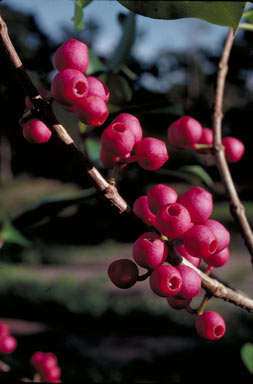 APII jpeg image of Medinilla balls-headleyi  © contact APII