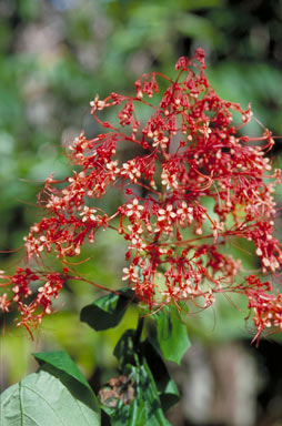 APII jpeg image of Clerodendrum paniculatum  © contact APII