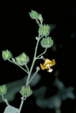 APII jpeg image of Abutilon auritum  © contact APII