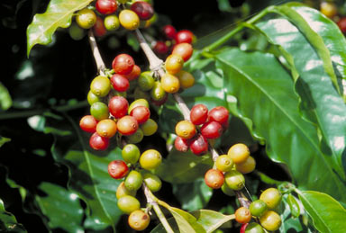 APII jpeg image of Coffea arabica  © contact APII