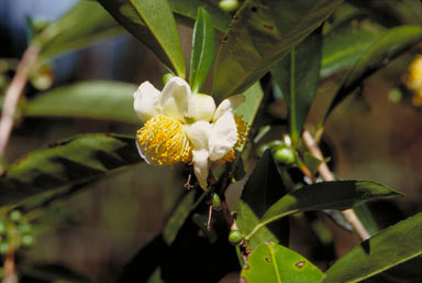 APII jpeg image of Camellia sinensis  © contact APII
