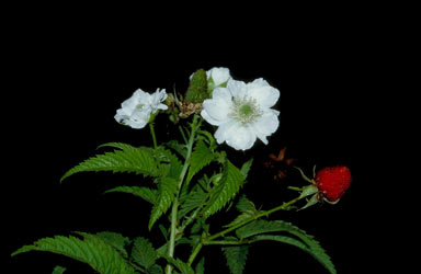 APII jpeg image of Rubus queenslandicus  © contact APII