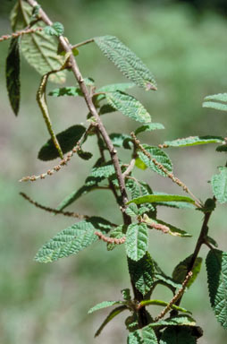 APII jpeg image of Acalypha nemorum  © contact APII