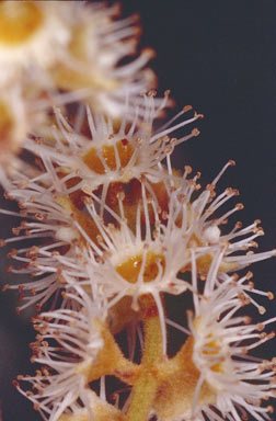 APII jpeg image of Prunus turneriana  © contact APII