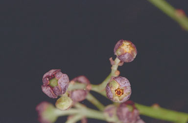 APII jpeg image of Endiandra leptodendron  © contact APII