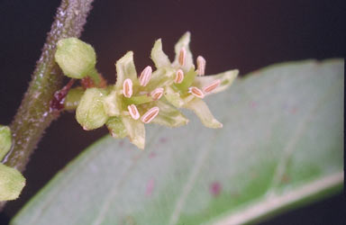 APII jpeg image of Ventilago ecorollata  © contact APII