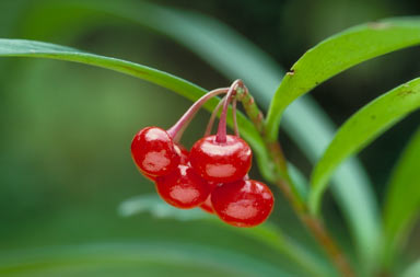 APII jpeg image of Ardisia pachyrrhachis  © contact APII