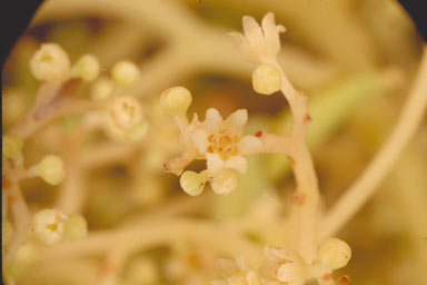 APII jpeg image of Endiandra palmerstonii  © contact APII