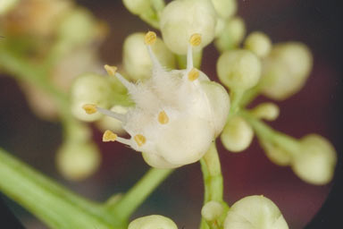 APII jpeg image of Rhysotoechia flavescens  © contact APII