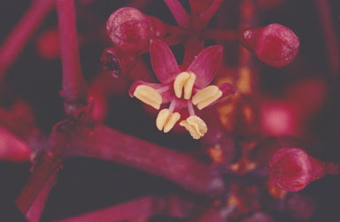 APII jpeg image of Polyscias purpurea  © contact APII