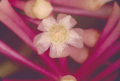 APII jpeg image of Ardisia pachyrrhachis  © contact APII