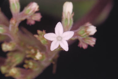 APII jpeg image of Ophiorrhiza australiana subsp. australiana  © contact APII