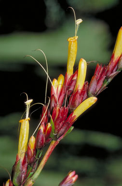 APII jpeg image of Sanchezia parvibracteata  © contact APII