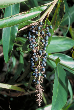 APII jpeg image of Alpinia caerulea  © contact APII